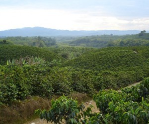 Colombian coffee Source Uff.travel